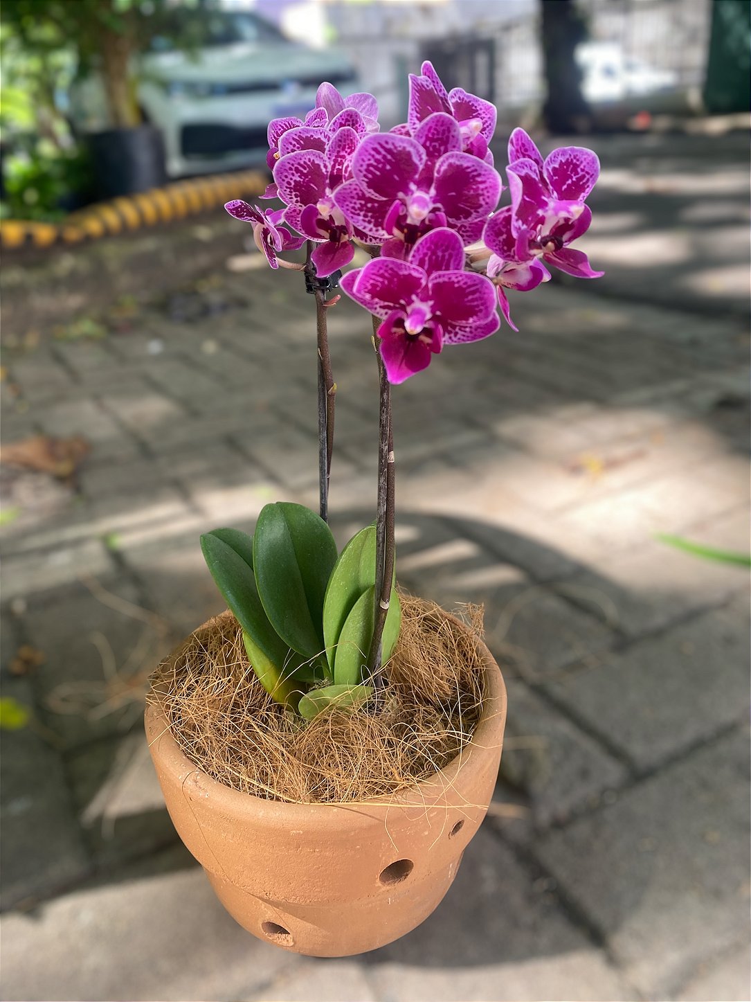 Vaso Médio de Barro para Orquídea