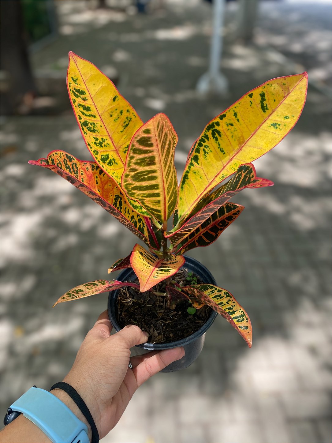 Cróton Petra P17 Colorido para Jardim Externo