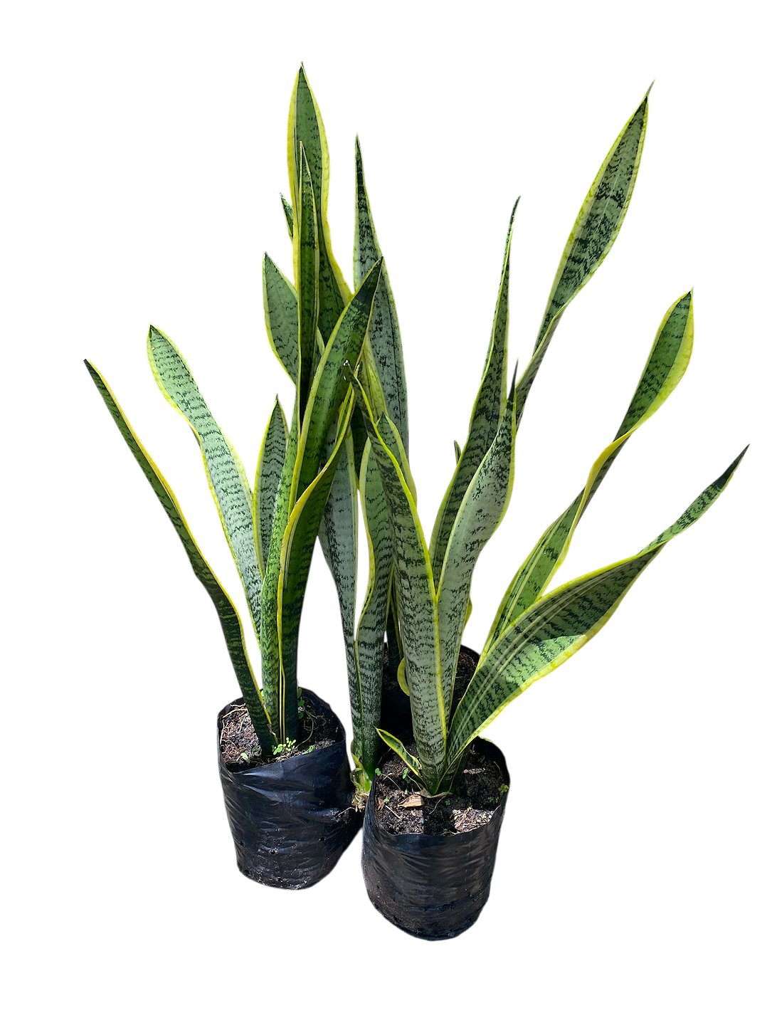 Espada de Santa Bárbara Planta Ornamental