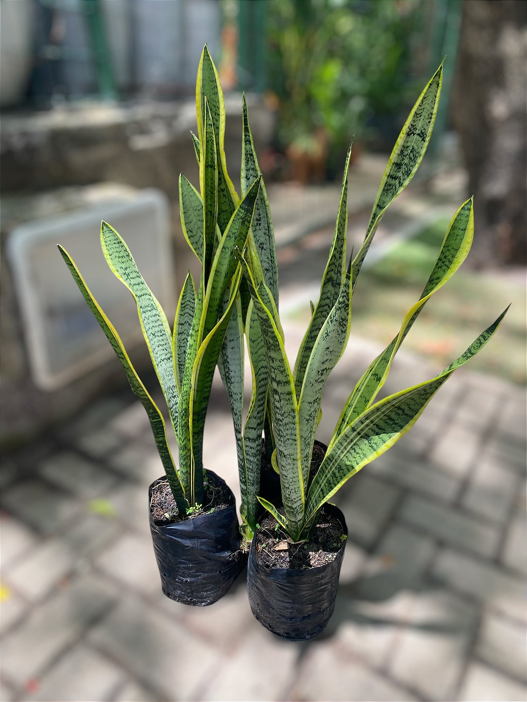 Espada de Santa Bárbara Planta Ornamental