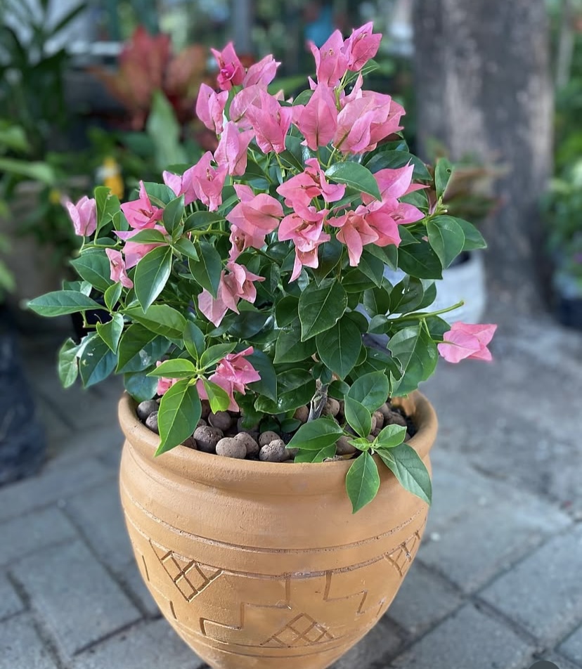 Bougainville Primavera P21 para Jardim
