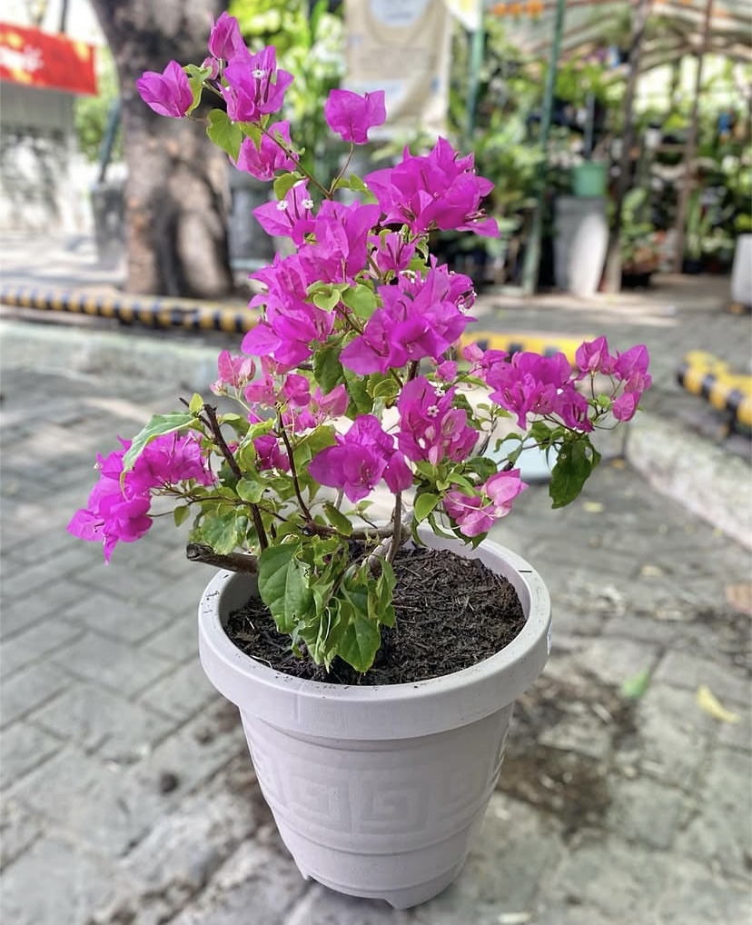 Bougainville Primavera P21 para Jardim