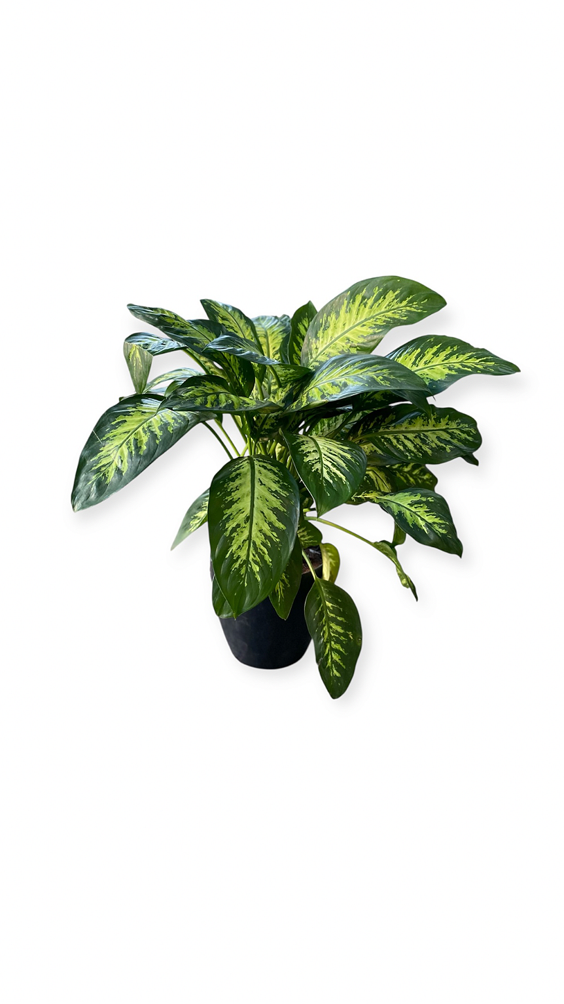 Planta Comigo Ninguém Pode Ornamental