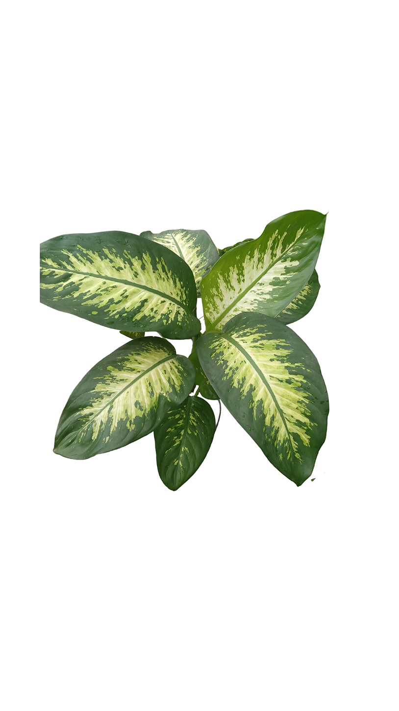 Planta Comigo Ninguém Pode Ornamental