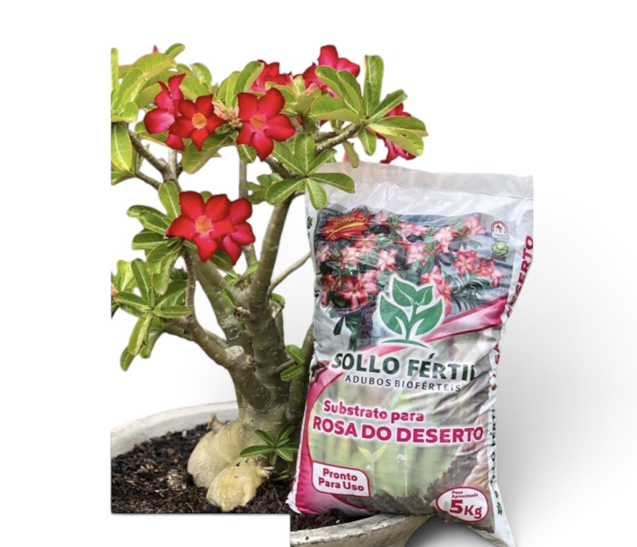 Substrato Rosa do Deserto 5kg Sollo Fértil