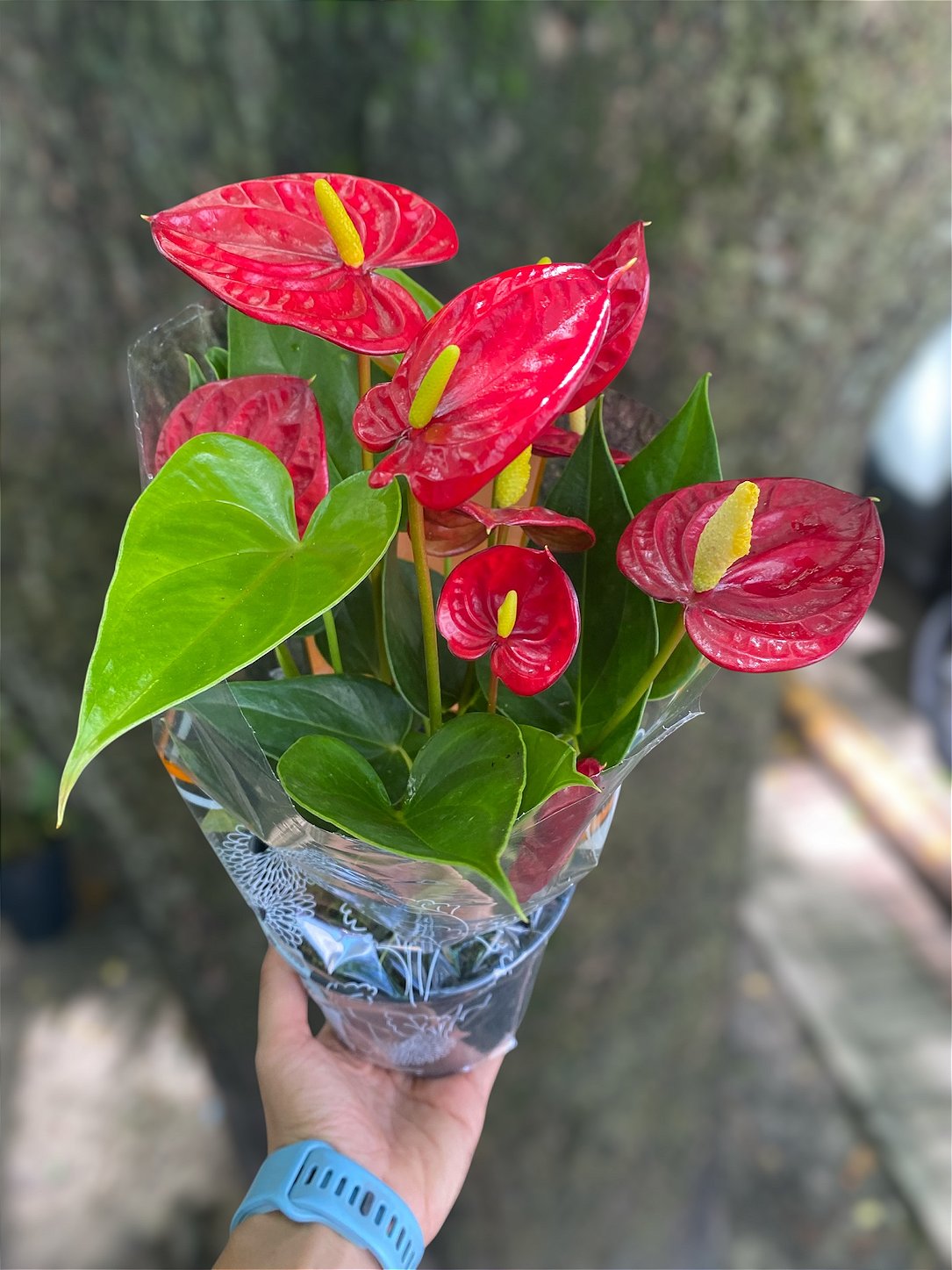 Antúrio Vermelho Planta Decorativa Elegante