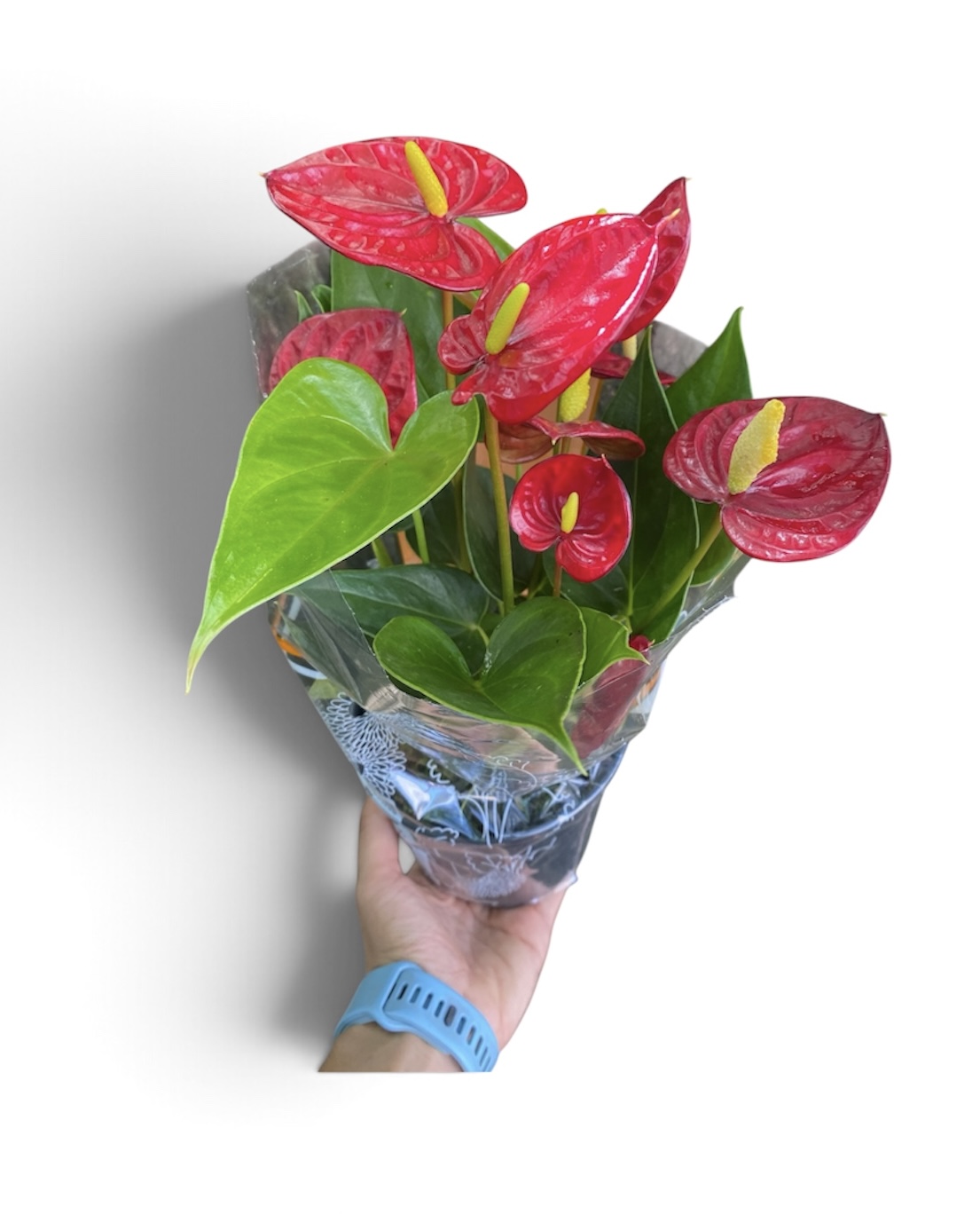 Antúrio Vermelho Planta Decorativa Elegante