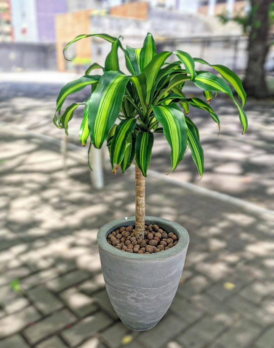 Dracena Pau d'água - Planta para ambientes internos