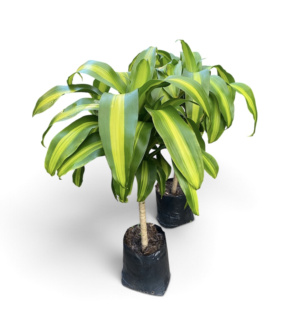 Dracena Pau d'água - Planta para ambientes internos