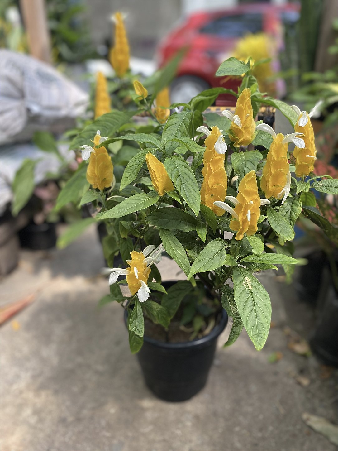 Planta Camarão Amarelo para Jardinagem