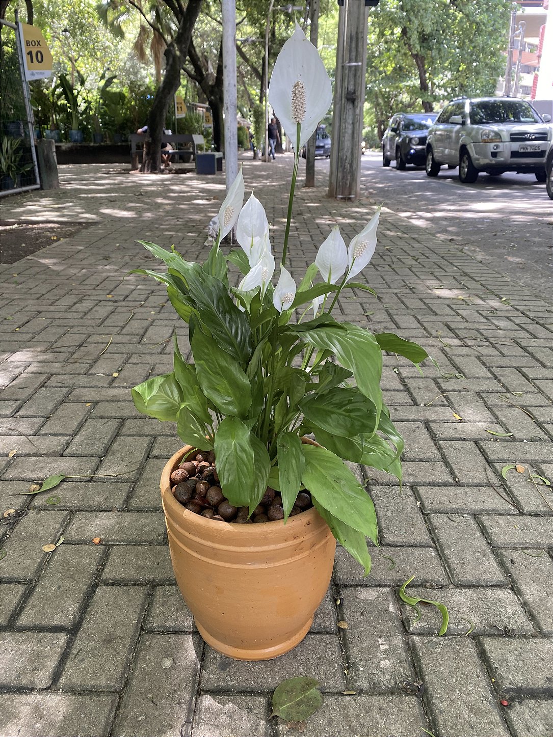 Lírio da Paz Planta para Ambientes Internos