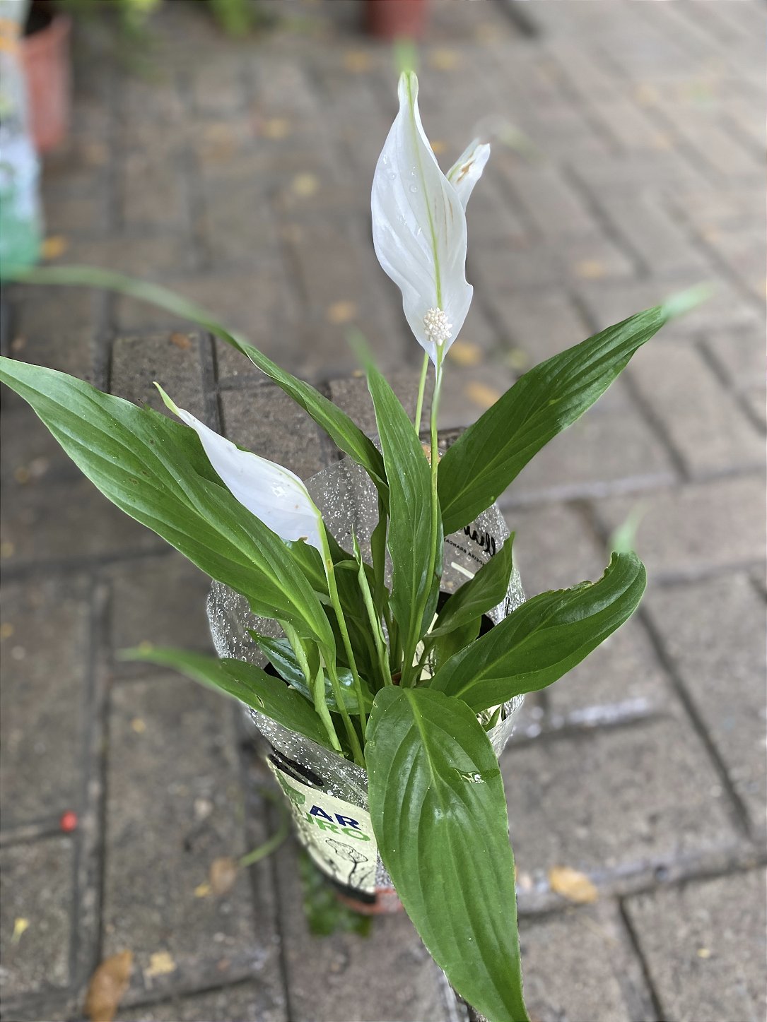 Lírio da Paz Planta para Ambientes Internos