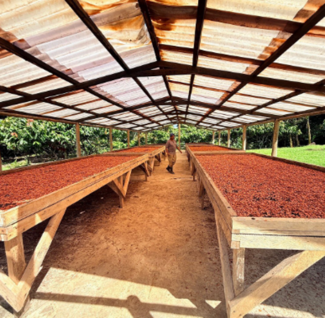 Passeio Fazenda de Cacau Capela Velha rota do chocolate