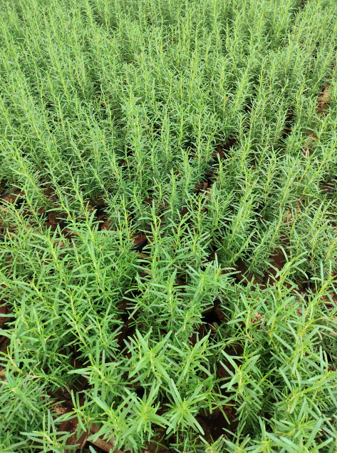 Combo Horta e Jardim — Caixa Fechada com 15 Mudas Selecionadas