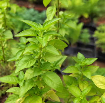 Manjerição Verde Pote 15