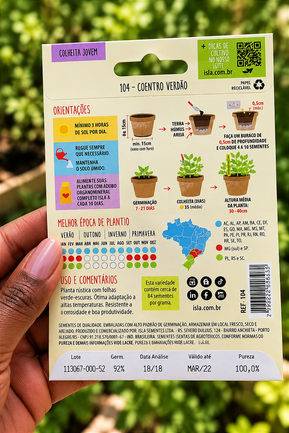 Sementes de Coentro Verdão para Plantio