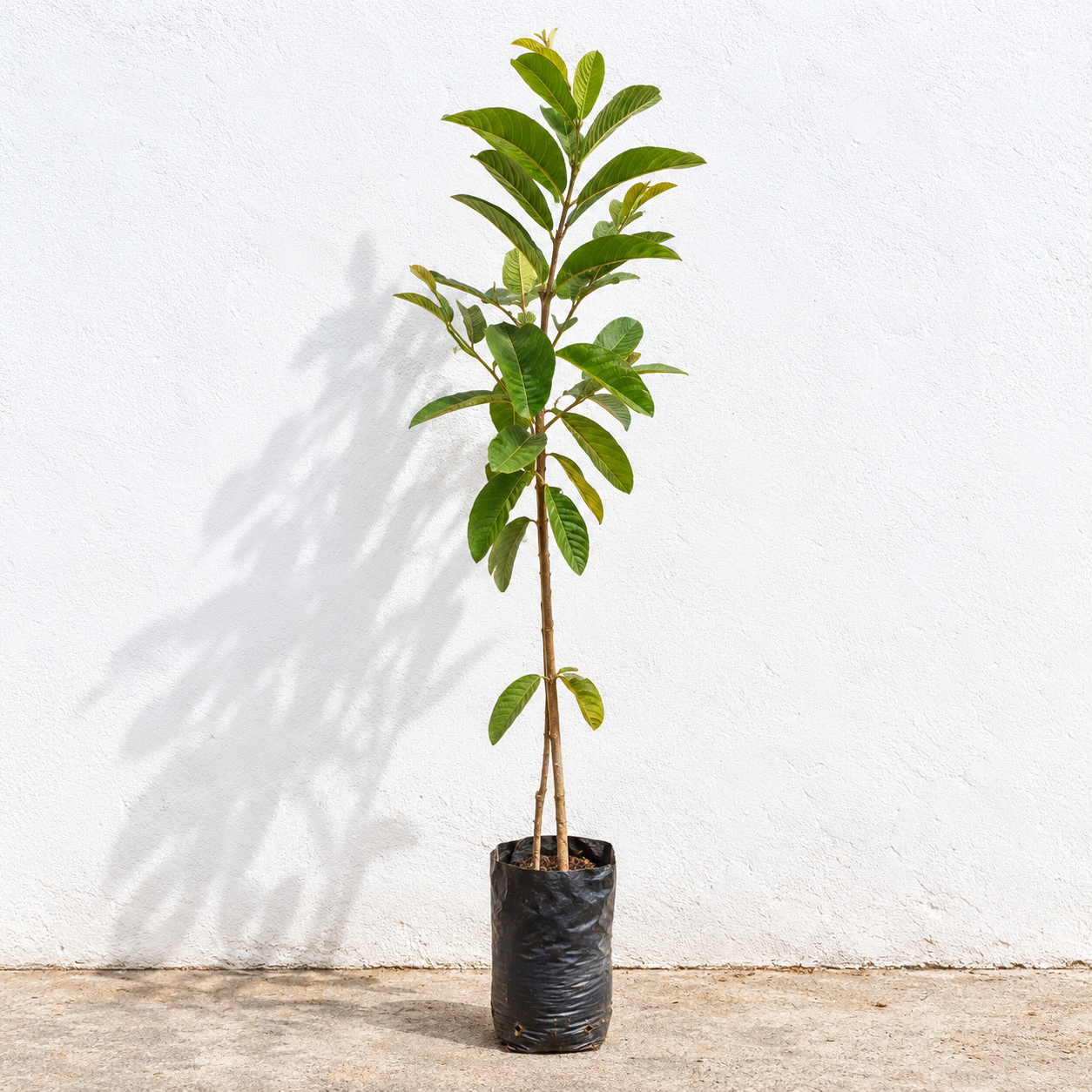 Goiaba Vermelha 90 a 120 cm