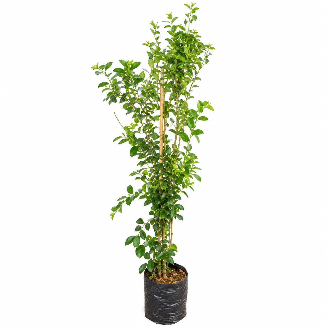 Acerola – 1,00 a 1,30 metros