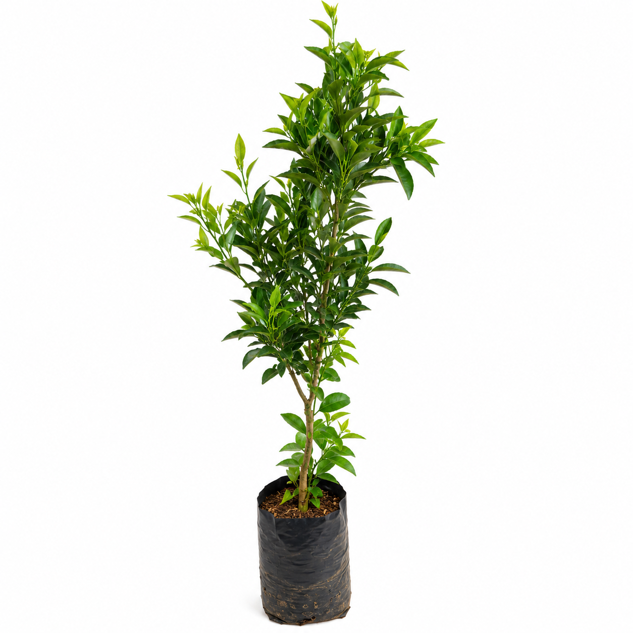 Tangerina Ponkan – 60 a 80 cm