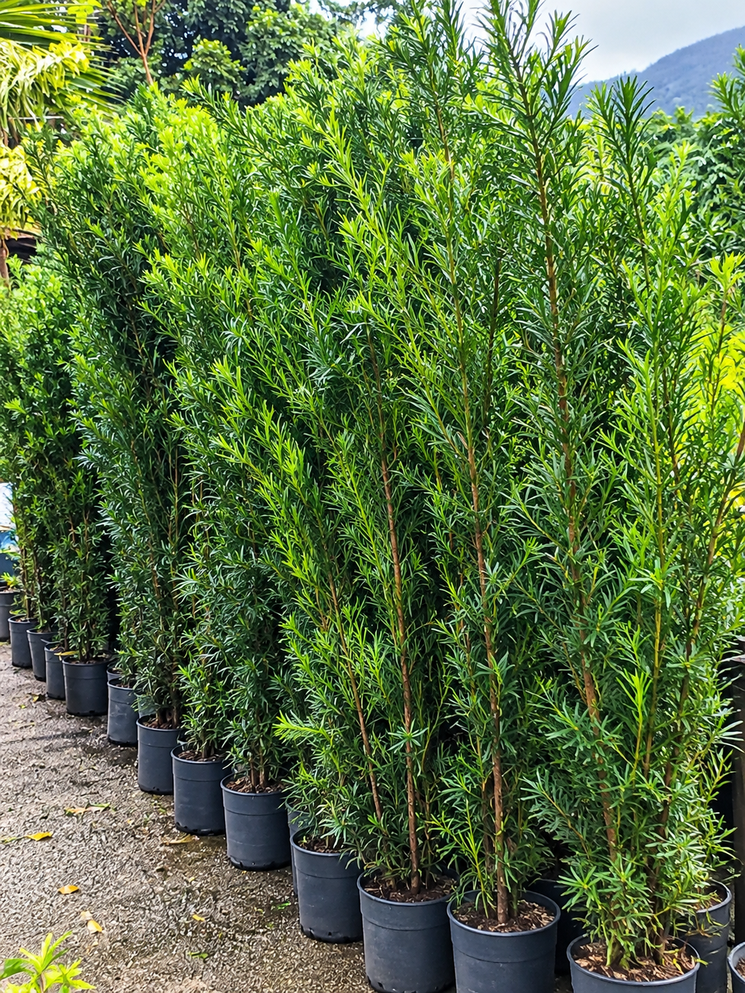 Podocarpo 1,30 a 1,50 m Planta Ornamental