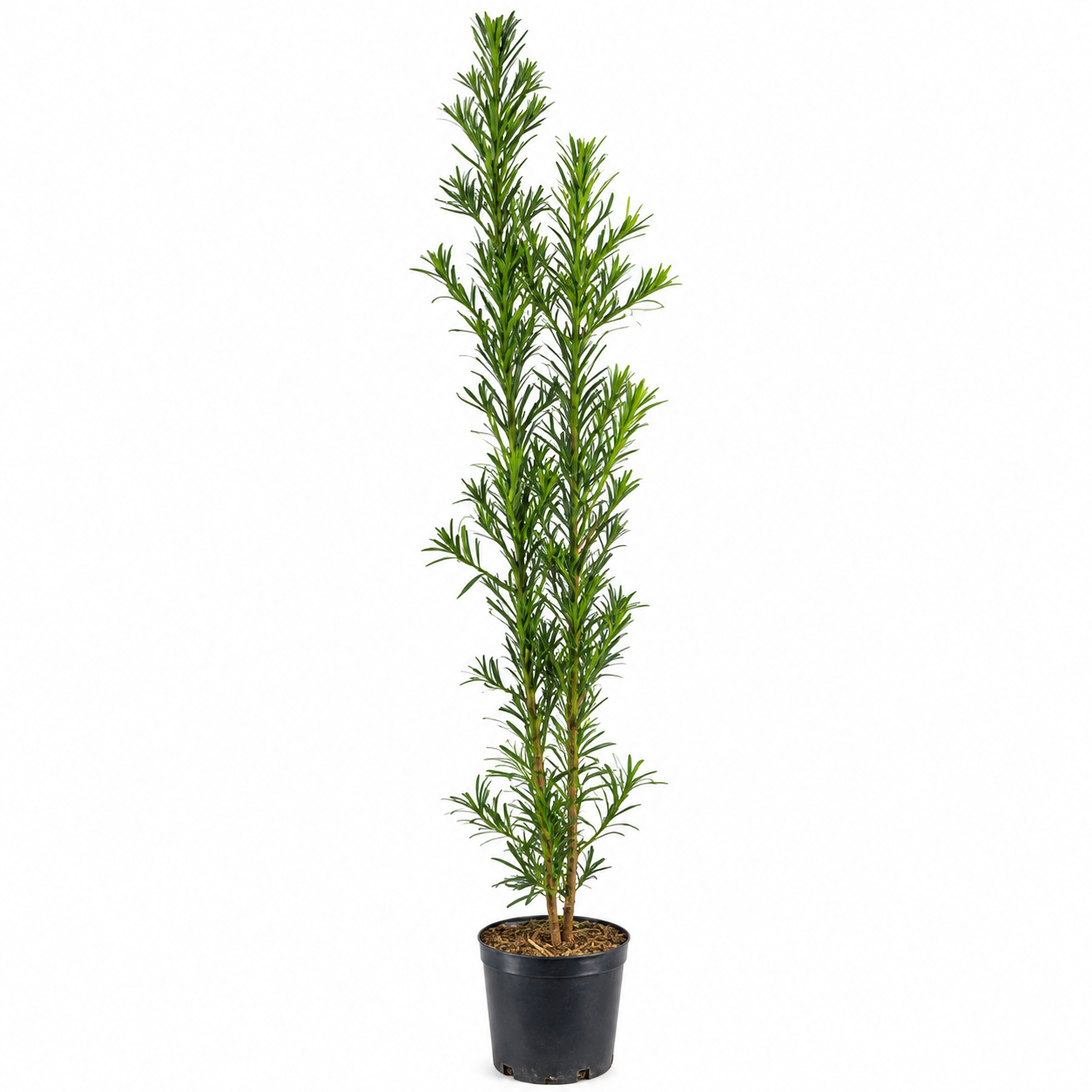 Podocarpo 1,30 a 1,50 m Planta Ornamental