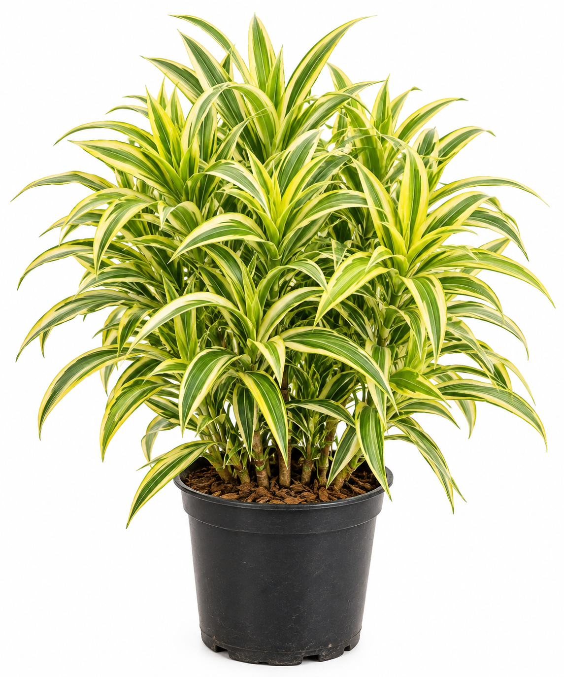 Pleomele Variegata - 40 a 80 cm