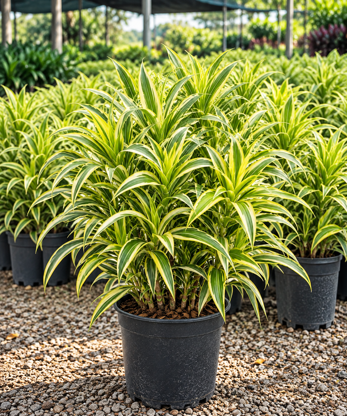 Pleomele Variegata - 40 a 80 cm