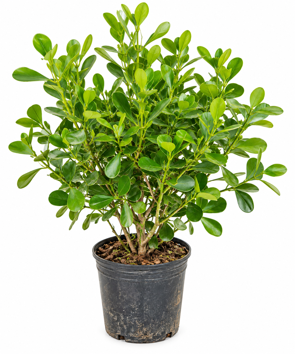 Clúsia Verde – 40 a 60 cm
