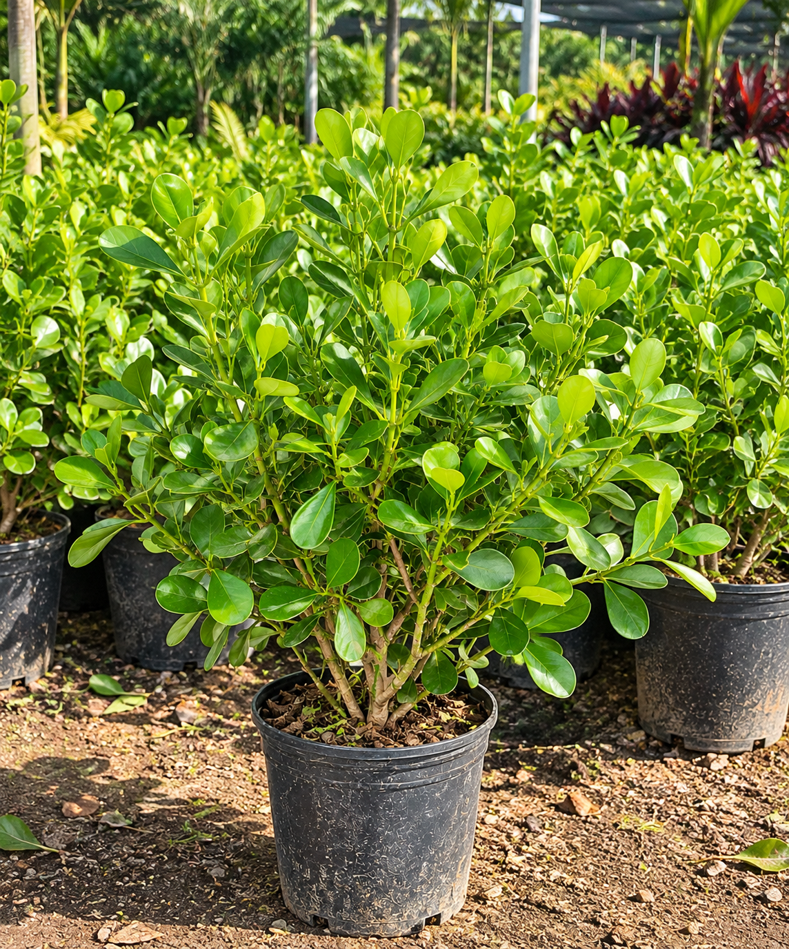 Clúsia Verde – 40 a 60 cm