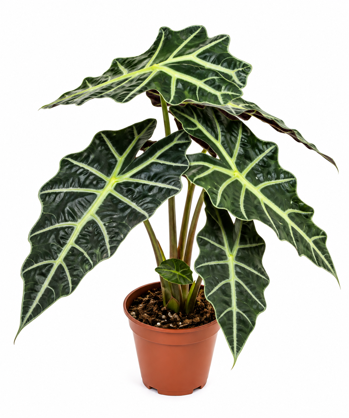 🌿 Alocasia Amazônica – Pote 17