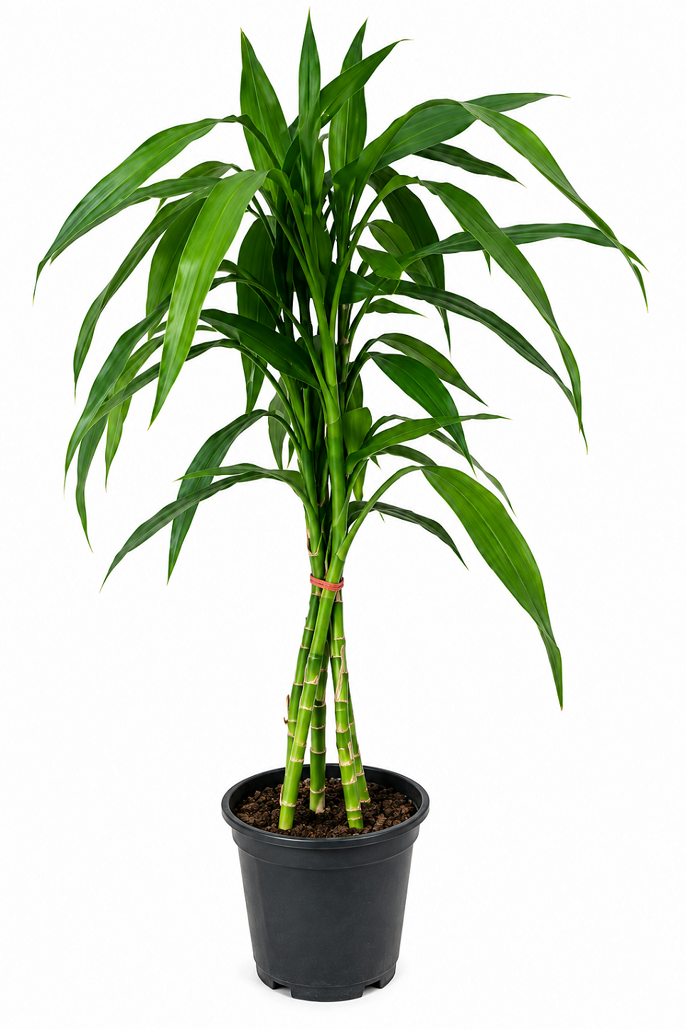 Bambu da Sorte Verde – 70 cm a 1 metro