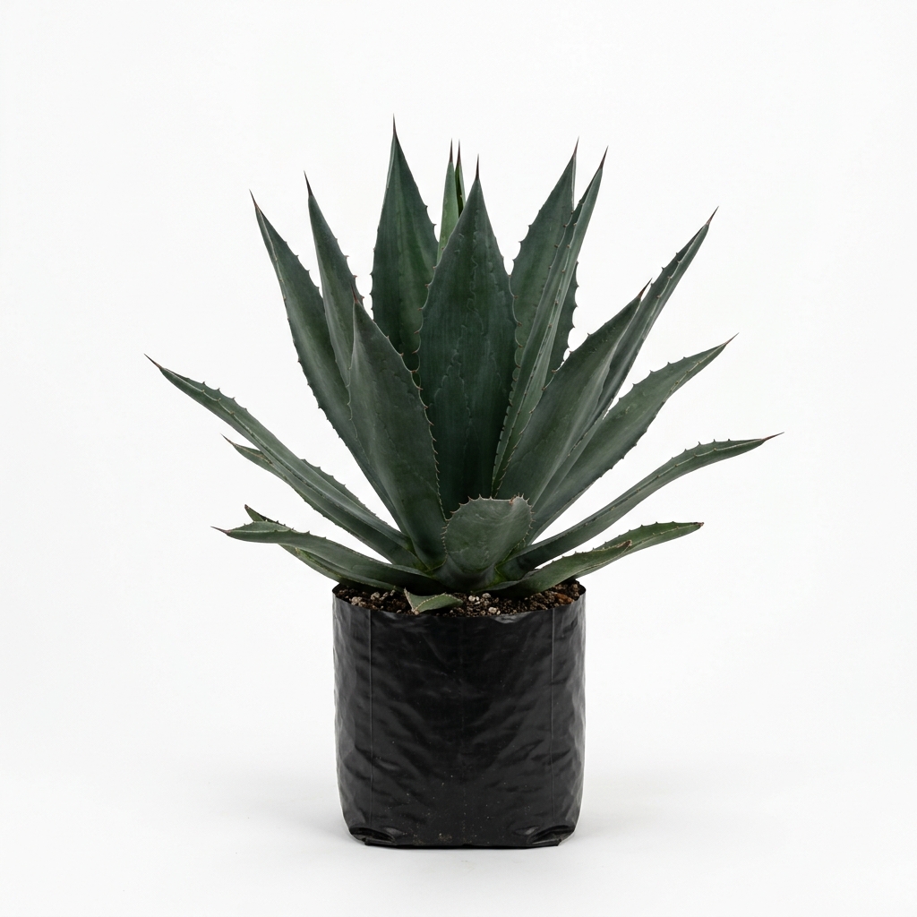 Agave Americana ou Agave Azul - 50 cm