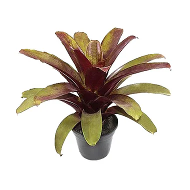Bromélia Imperial Rubra - Pote 27