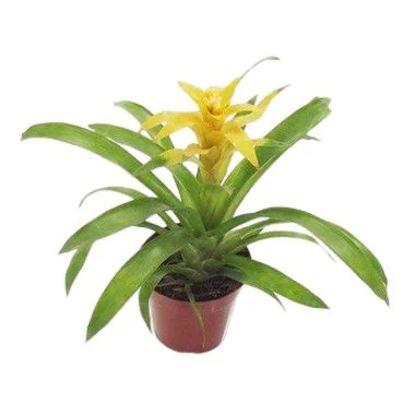 Bromélia Guzmânia Amarela - Pote 14