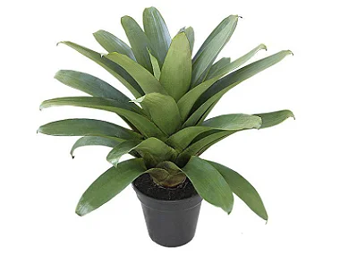 Bromélia Imperial Verde - Média