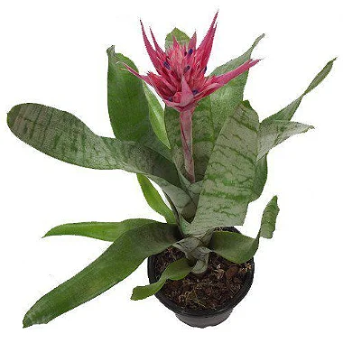 Bromélia Aequimea Rosa - Pote 17