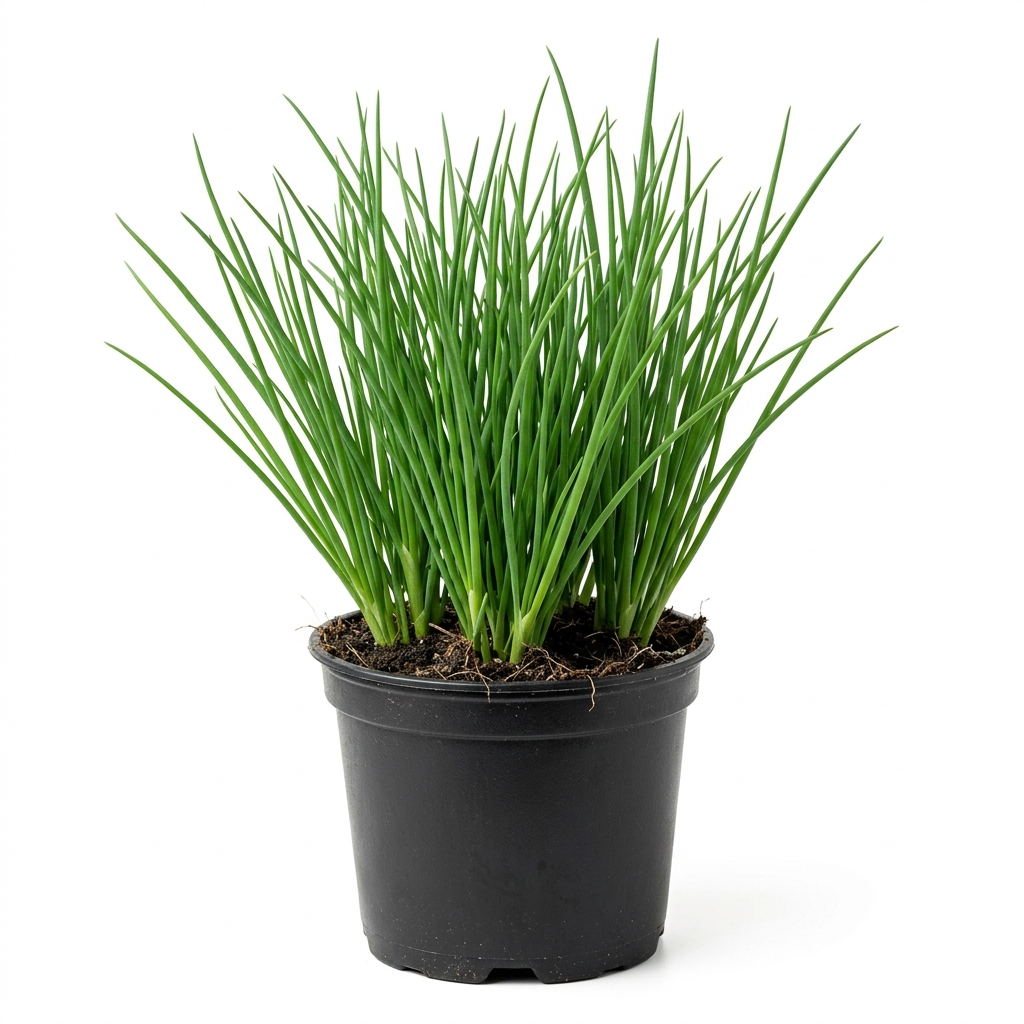 Cebolinha Verde – Pote 15