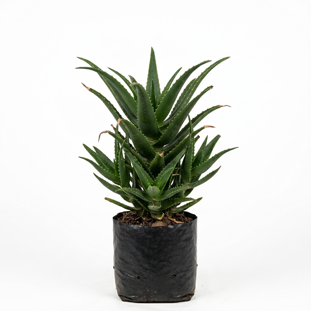 Babosa — Pote 15 | 20 a 30 cm
