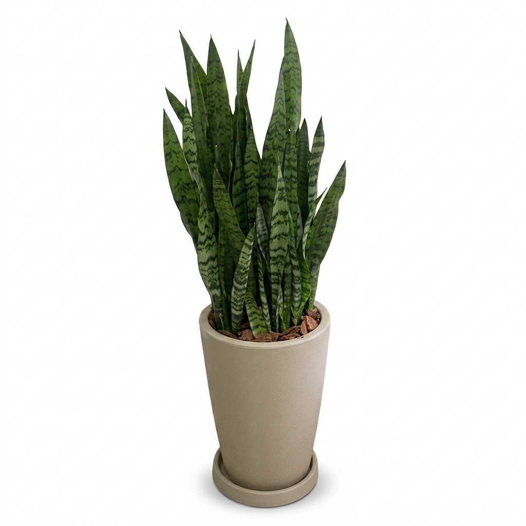 🌿 Arranjo de Espada-de-São-Jorge no Vaso de Polietileno Médio