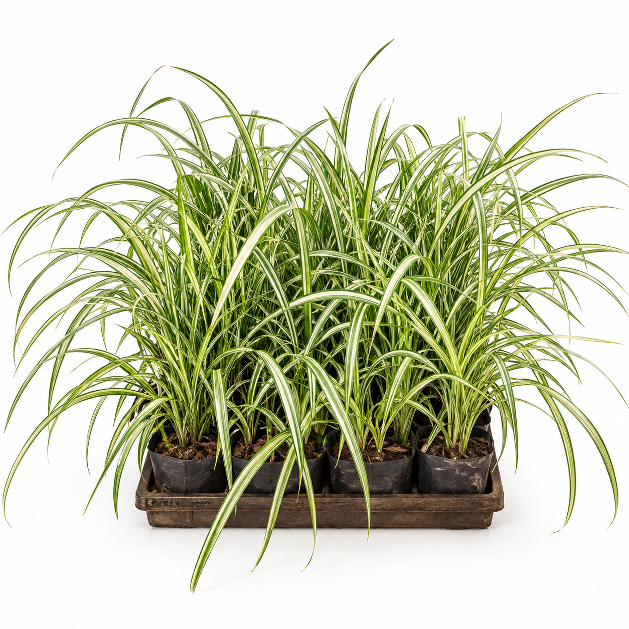 Liriope Variegata - Caixa com 10 unidades