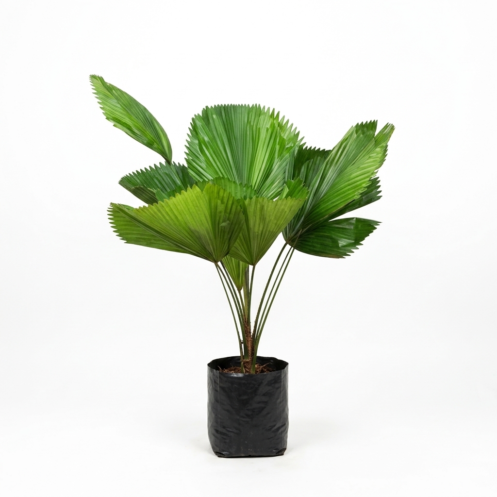 🌴 Palmeira Licuala – 1,00 a 1,20 m