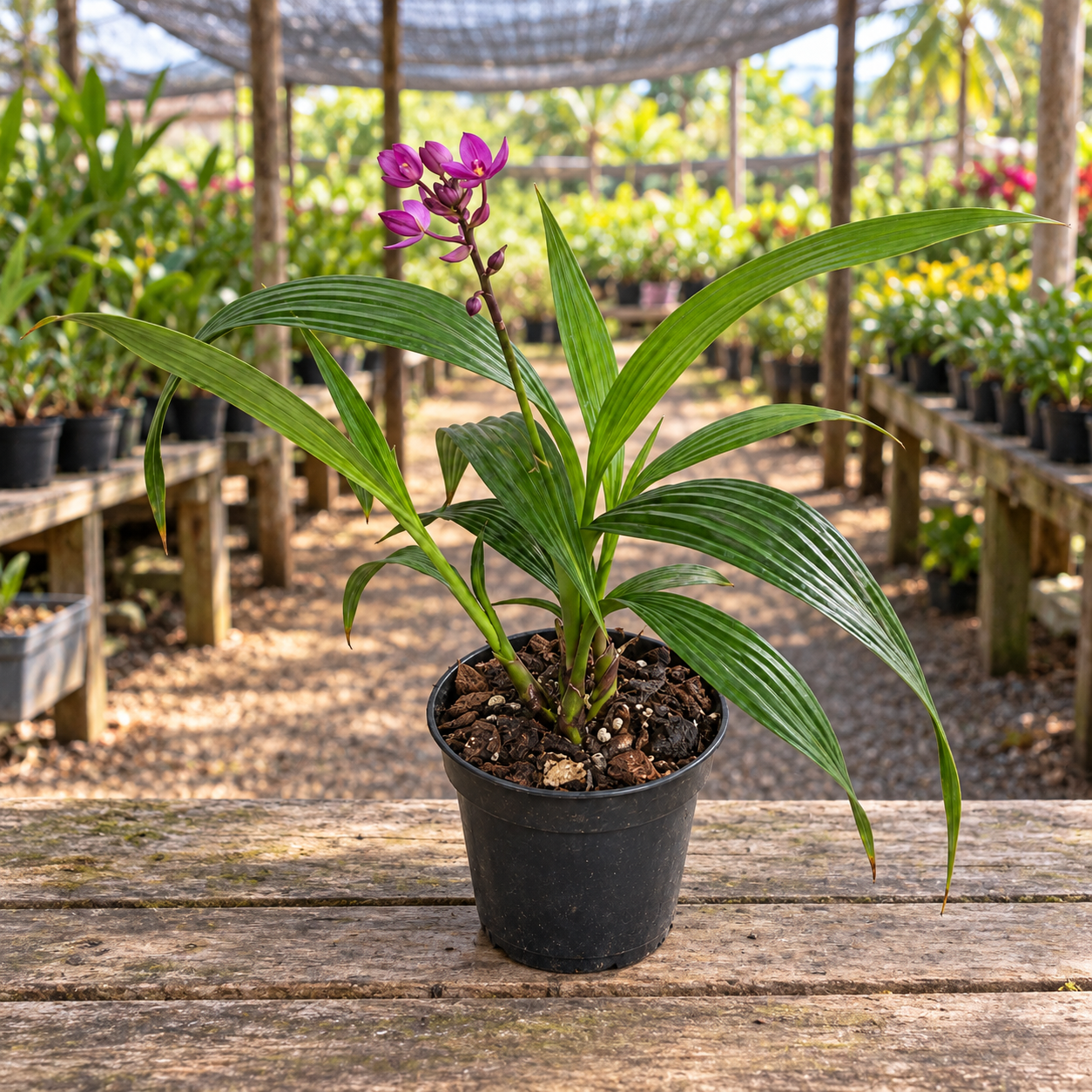 Orquídea Grapete (Spathoglottis) — 30 cm