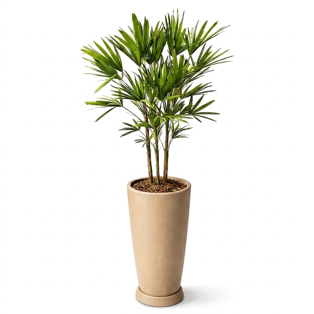 🌿 Arranjo de Palmeira Ráfis no Vaso de Polietileno