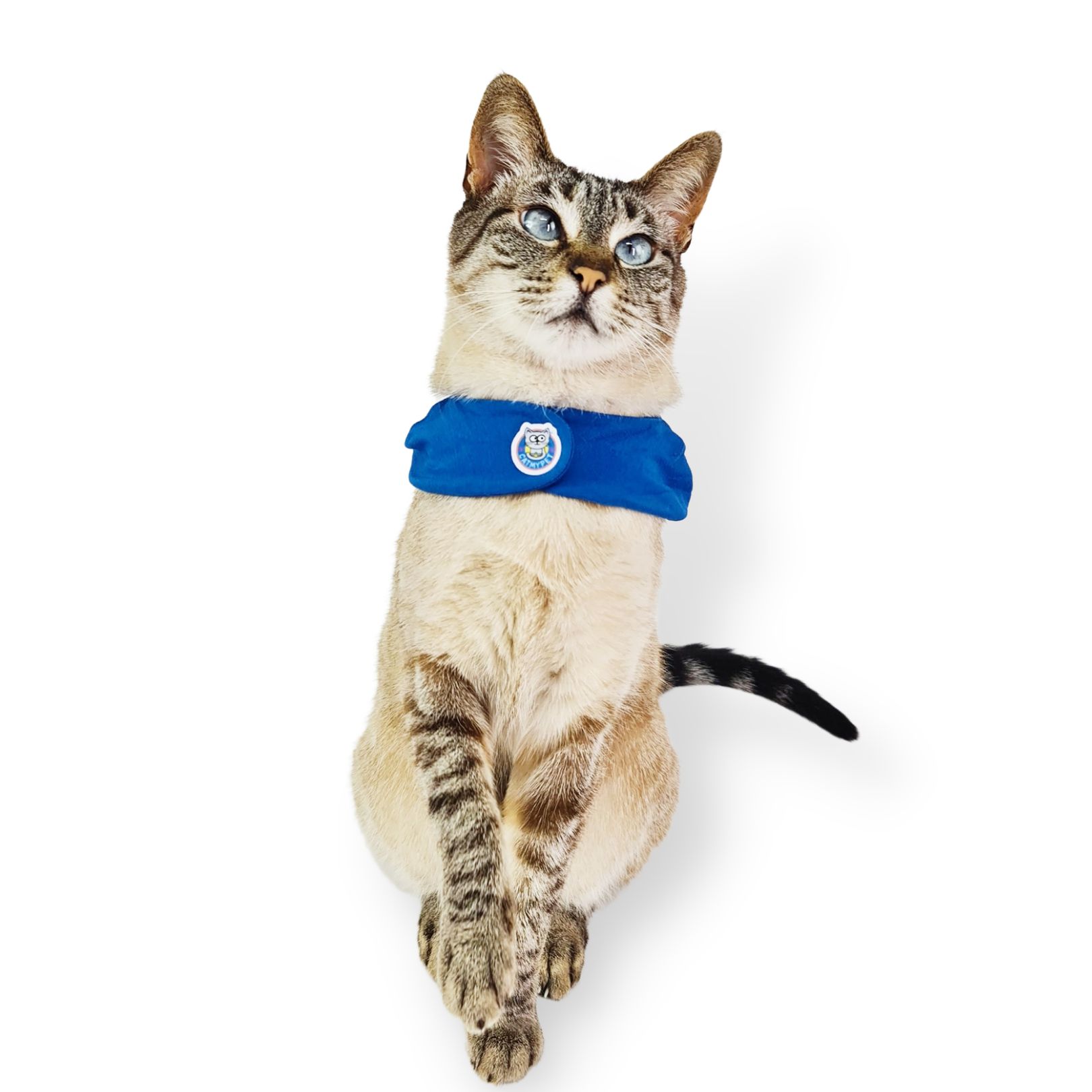 Bandana Capa Cat - Azul Royal