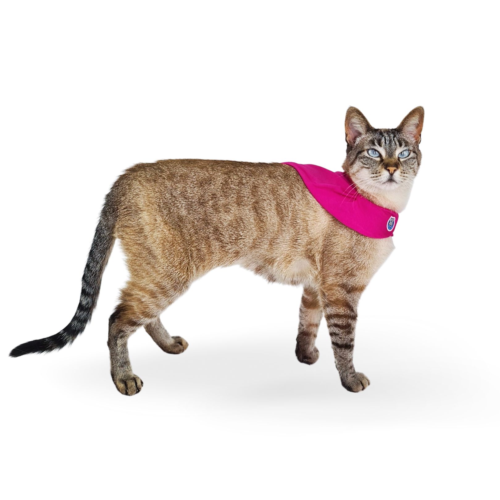 Bandana Capa Cat - Rosa Pink