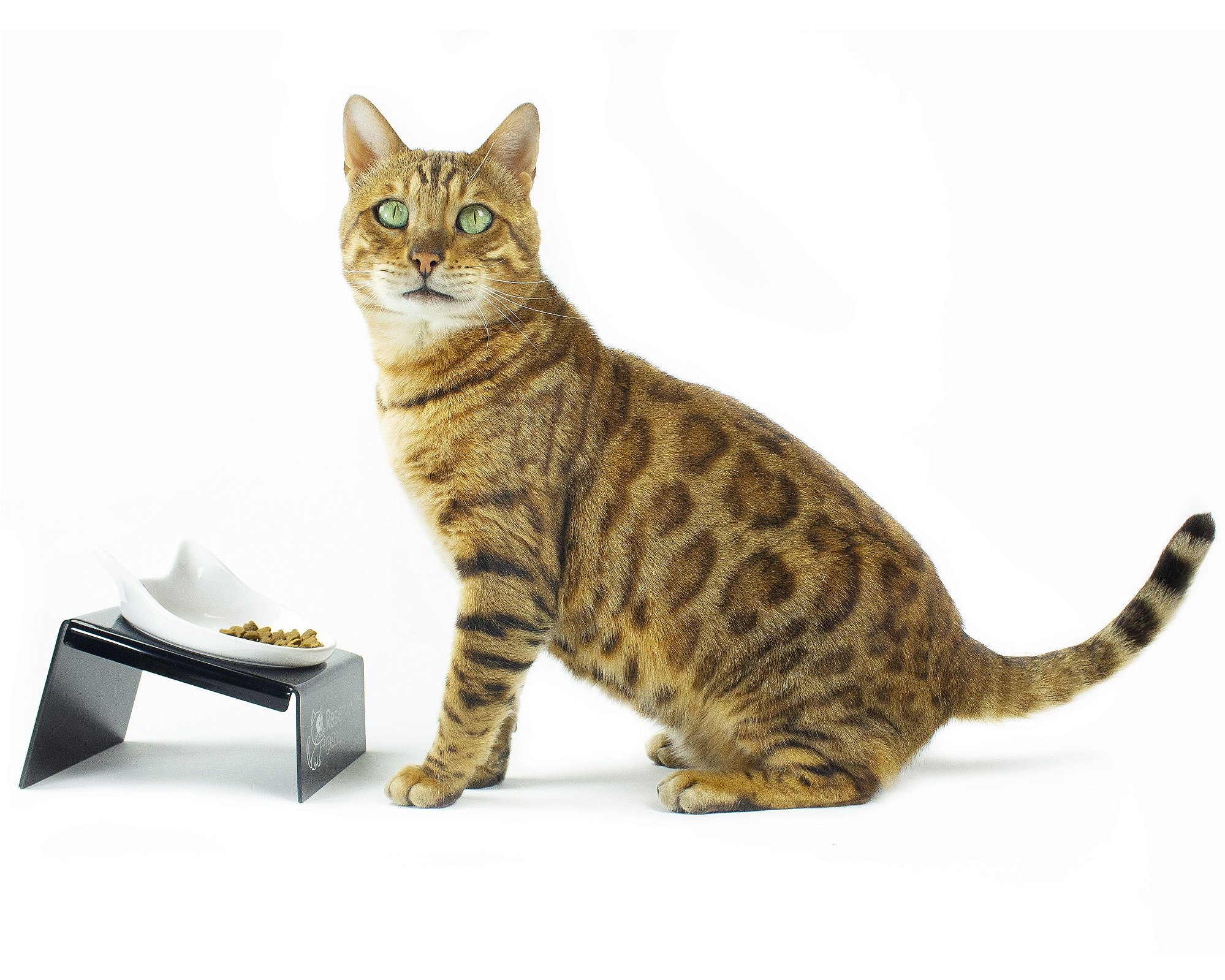 Snack Cat - Comedouro Para Gatos