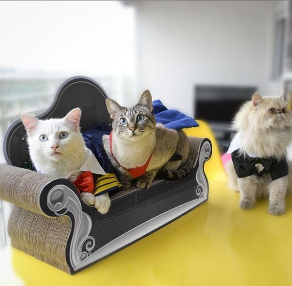 Cat Sofa Arranhador