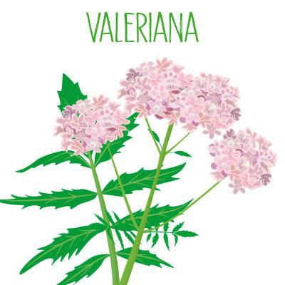 Relora 330mg 60 Cápsulas + Valeriana 100mg 60 Cápsulas : 2 Produtos para Emagrecer com Saúde