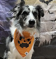 Bandana de Halloween - Abóbora - P23 Pet