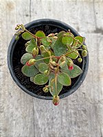 Bryophyllum manginii (kalanchoe)
